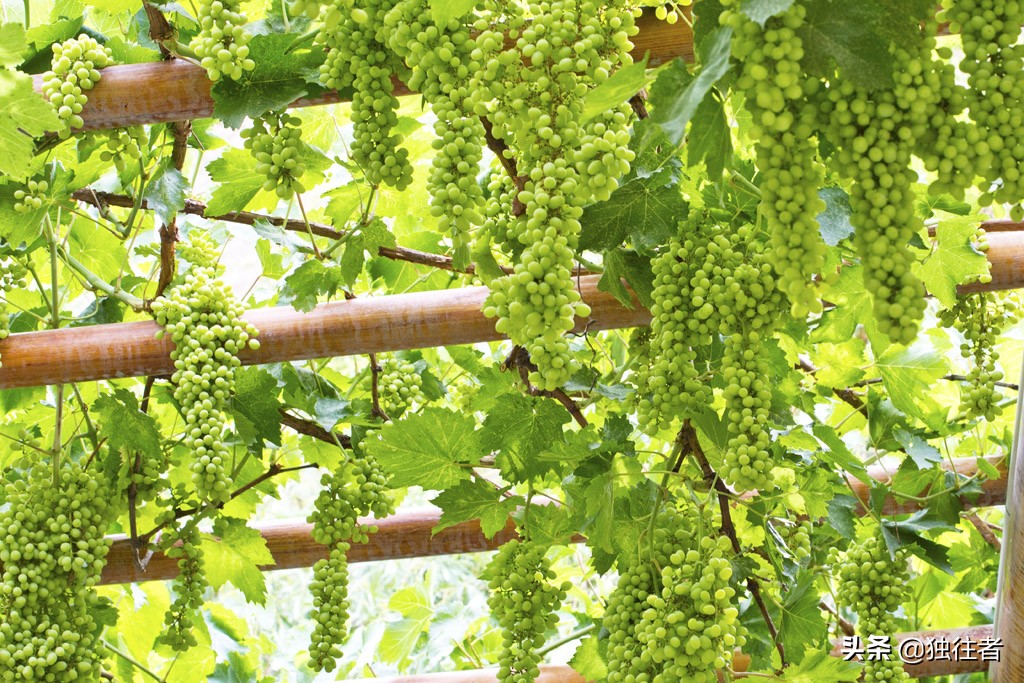 葡萄沟的资料_又多又好的葡萄地