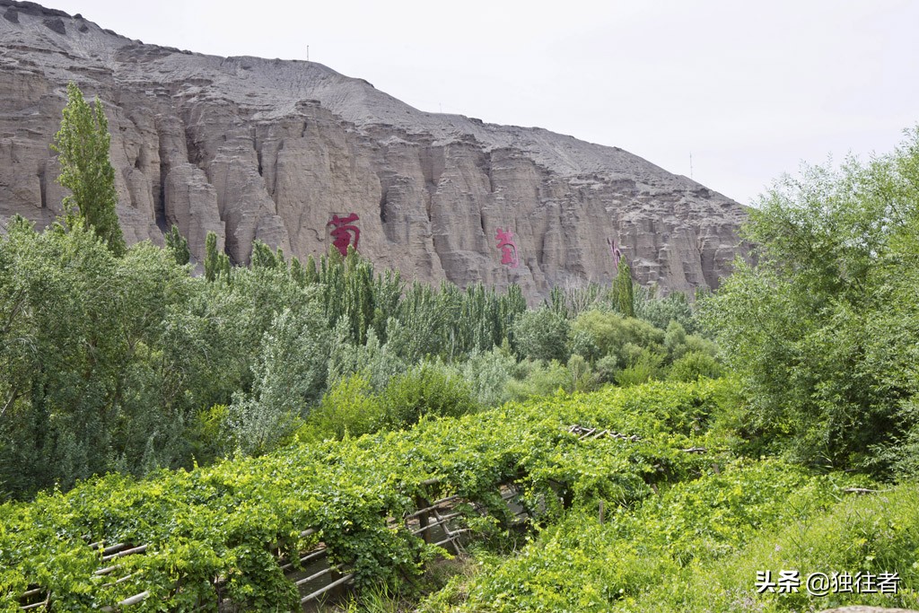 葡萄沟的资料_又多又好的葡萄地