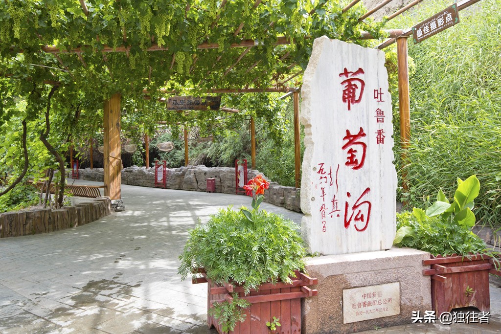 葡萄沟的资料_又多又好的葡萄地