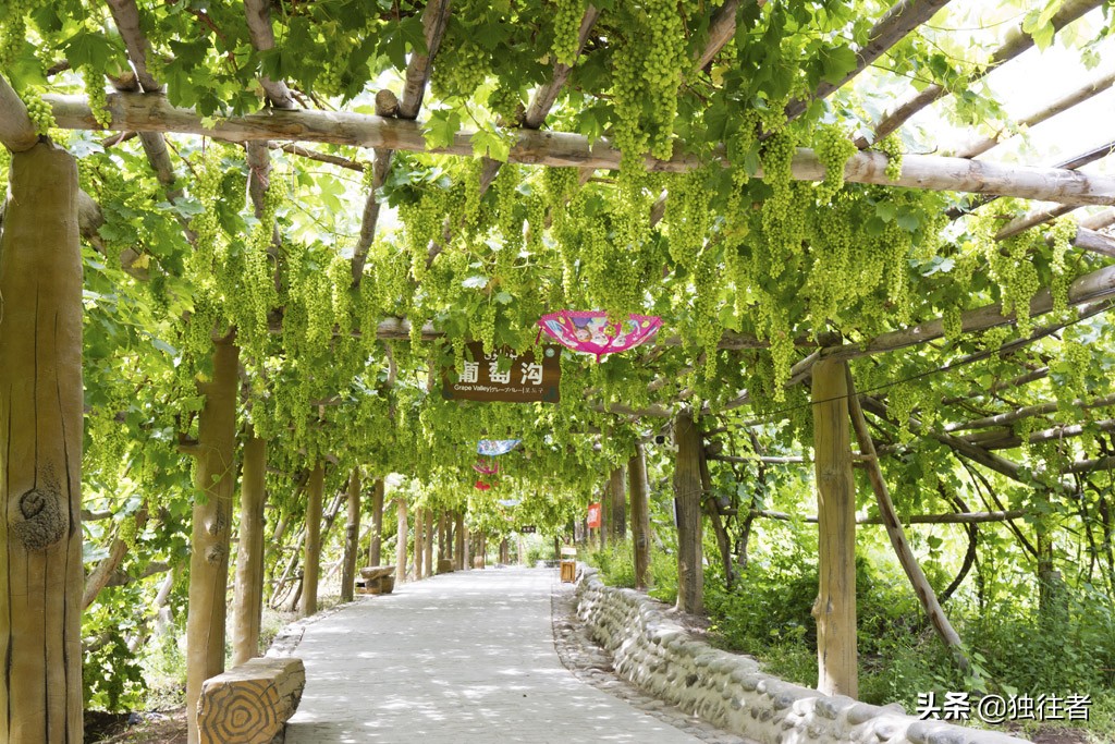 葡萄沟的资料_又多又好的葡萄地