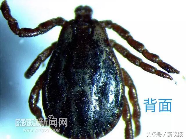 蜱虫会飞吗(请问蜱虫有翅膀会飞吗)