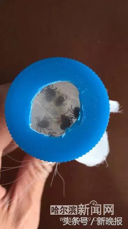 蜱虫会飞吗(请问蜱虫有翅膀会飞吗)