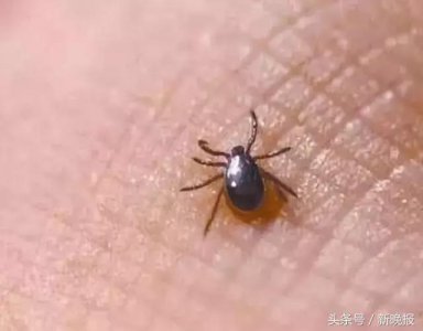 ​蜱虫会飞吗(请问蜱虫有翅膀会飞吗)