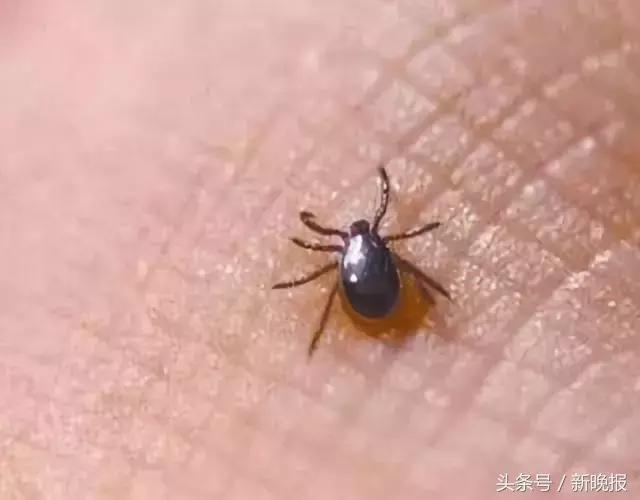 蜱虫会飞吗(请问蜱虫有翅膀会飞吗)