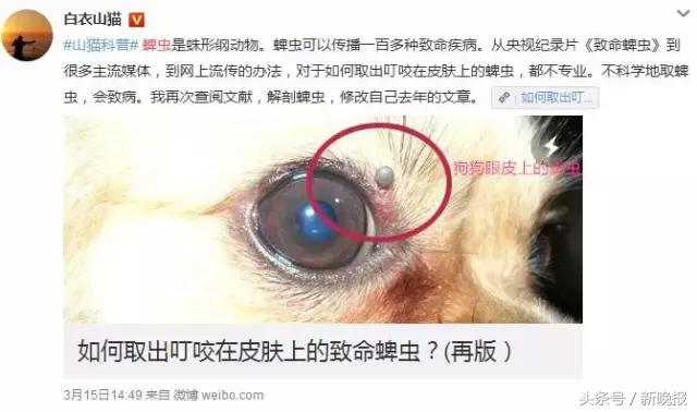 蜱虫会飞吗(请问蜱虫有翅膀会飞吗)