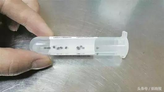 蜱虫会飞吗(请问蜱虫有翅膀会飞吗)