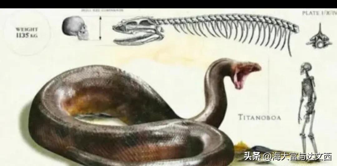 动物之最（盘点“史前动物”之最）