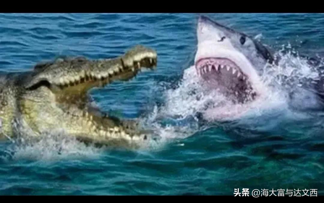 动物之最（盘点“史前动物”之最）