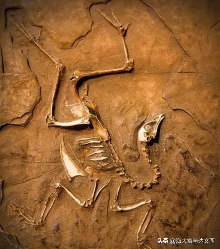 动物之最（盘点“史前动物”之最）