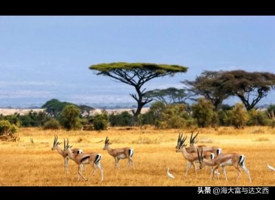 ​动物之最（盘点“史前动物”之最）