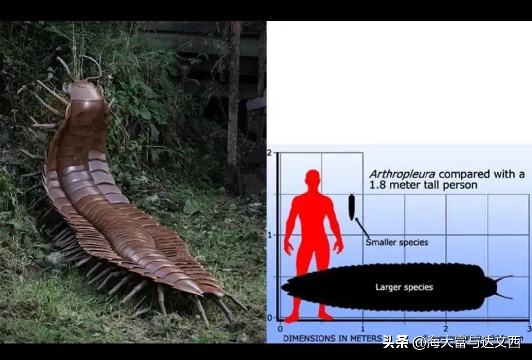 动物之最（盘点“史前动物”之最）