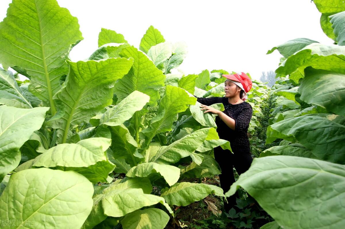 襄城县属于哪个市(河南襄城县属于哪个市)