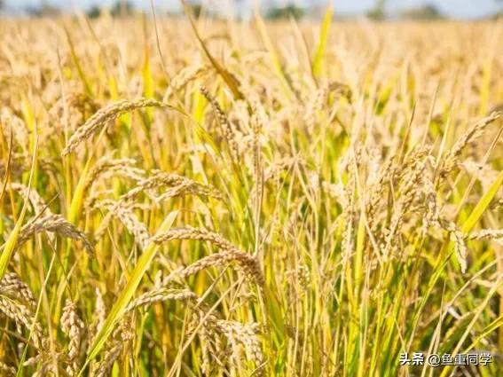 每年10月10日是什么节日_关于十月十的谚语