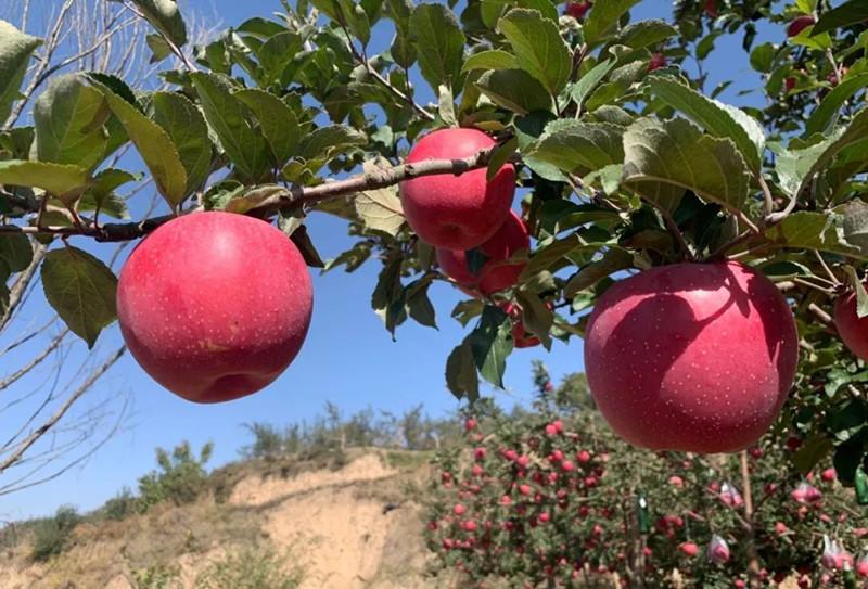 惠民县属于哪个市(山东惠民县属于哪个市)