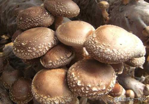 远安县属于哪个市(湖北远安县属于哪个市)