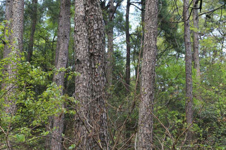 远安县属于哪个市(湖北远安县属于哪个市)