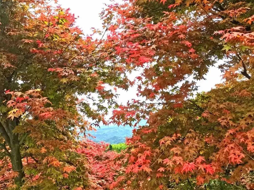 南京有哪些景点值得去看(南京最值得去的景点推荐)