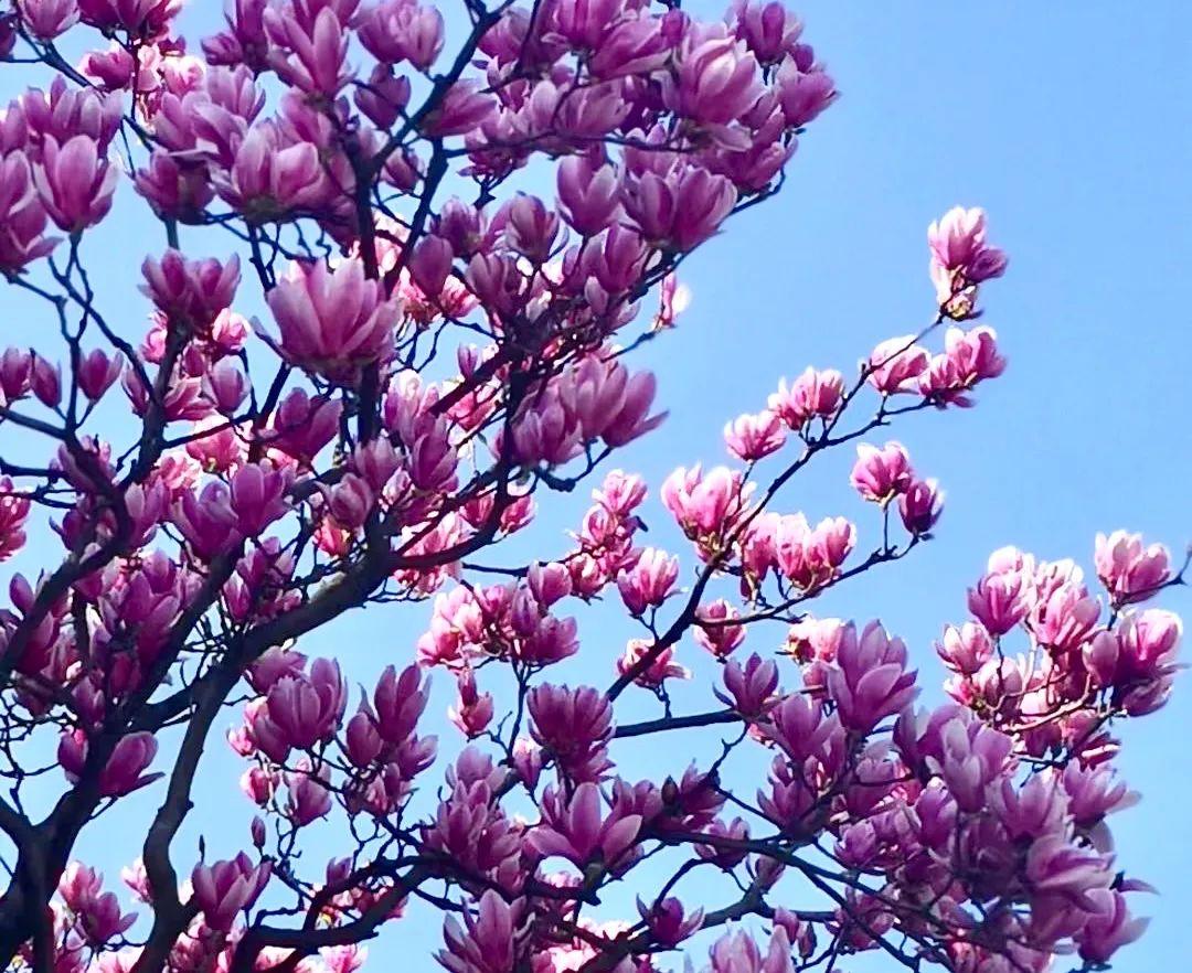 南京有哪些景点值得去看(南京最值得去的景点推荐)