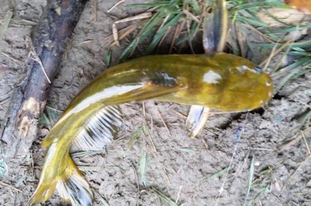 夜钓野生黄颡鱼(昂刺),掌握这七点秘诀,家里冰箱放不下