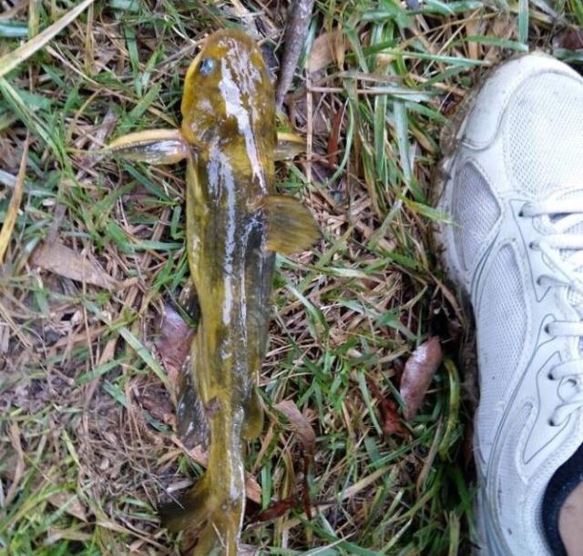 夜钓野生黄颡鱼(昂刺),掌握这七点秘诀,家里冰箱放不下