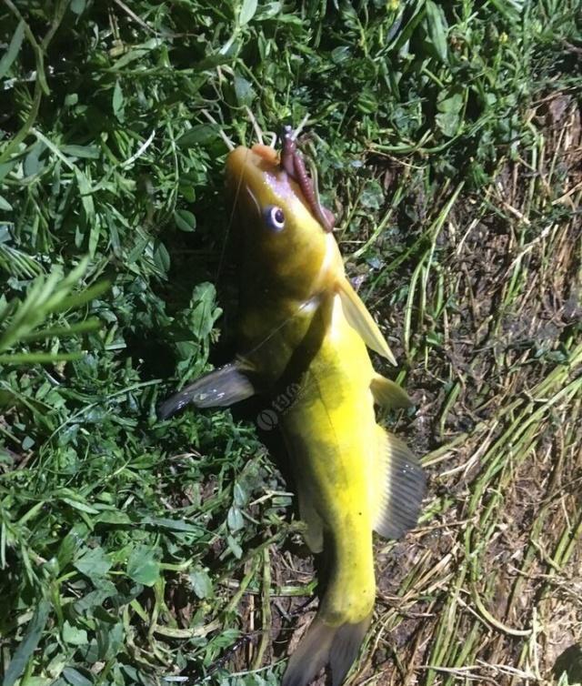 夜钓野生黄颡鱼(昂刺),掌握这七点秘诀,家里冰箱放不下