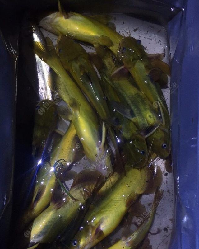 夜钓野生黄颡鱼(昂刺),掌握这七点秘诀,家里冰箱放不下