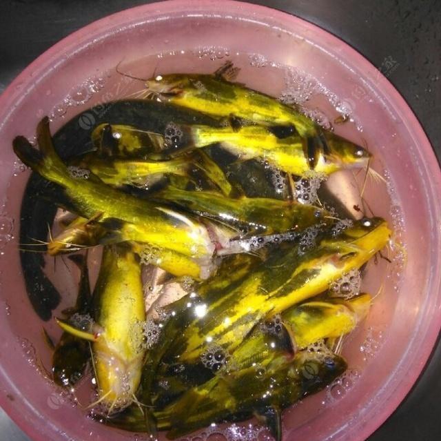 夜钓野生黄颡鱼(昂刺),掌握这七点秘诀,家里冰箱放不下