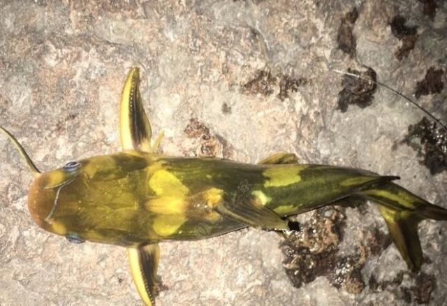 夜钓野生黄颡鱼(昂刺),掌握这七点秘诀,家里冰箱放不下