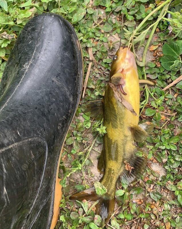 夜钓野生黄颡鱼(昂刺),掌握这七点秘诀,家里冰箱放不下