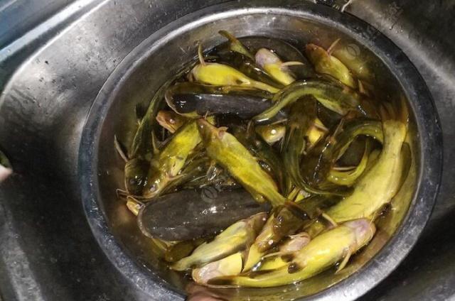 夜钓野生黄颡鱼(昂刺),掌握这七点秘诀,家里冰箱放不下