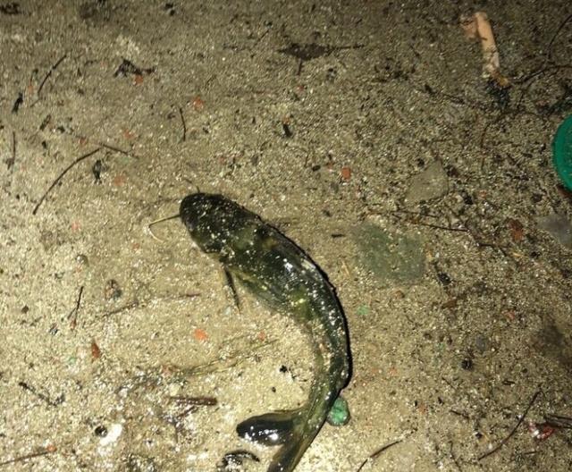 夜钓野生黄颡鱼(昂刺),掌握这七点秘诀,家里冰箱放不下