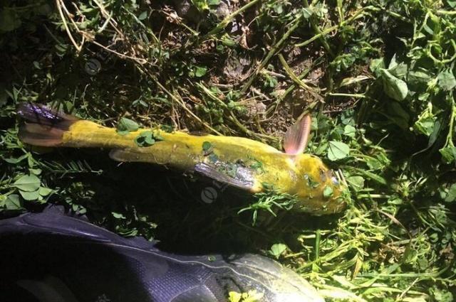 夜钓野生黄颡鱼(昂刺),掌握这七点秘诀,家里冰箱放不下