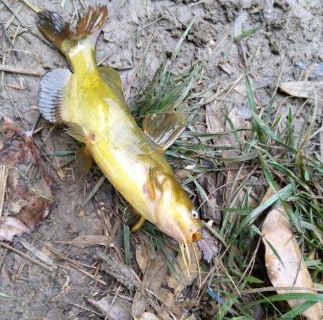 夜钓野生黄颡鱼(昂刺),掌握这七点秘诀,家里冰箱放不下