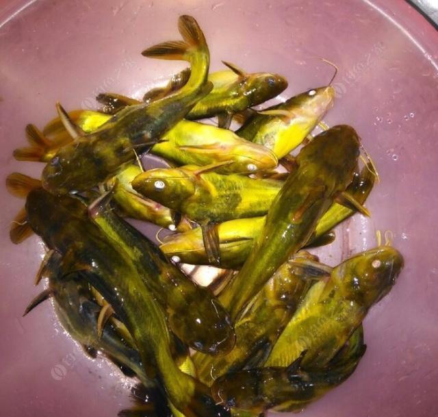夜钓野生黄颡鱼(昂刺),掌握这七点秘诀,家里冰箱放不下