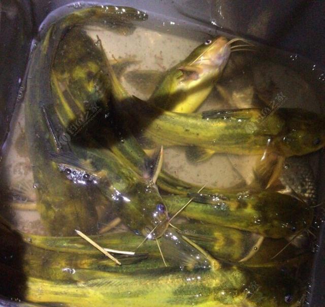 夜钓野生黄颡鱼(昂刺),掌握这七点秘诀,家里冰箱放不下