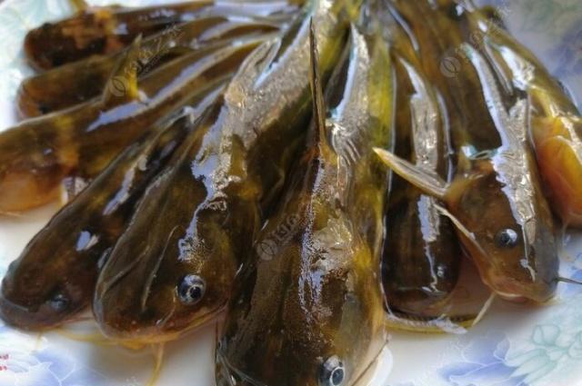 夜钓野生黄颡鱼(昂刺),掌握这七点秘诀,家里冰箱放不下