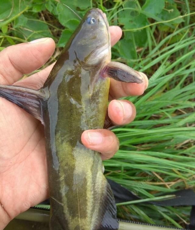 夜钓野生黄颡鱼(昂刺),掌握这七点秘诀,家里冰箱放不下