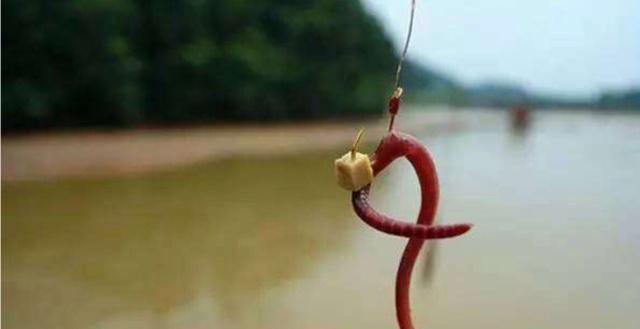 夜钓野生黄颡鱼(昂刺),掌握这七点秘诀,家里冰箱放不下