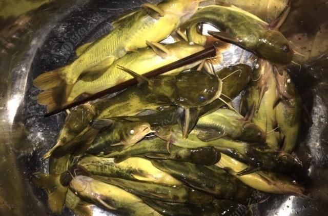 夜钓野生黄颡鱼(昂刺),掌握这七点秘诀,家里冰箱放不下