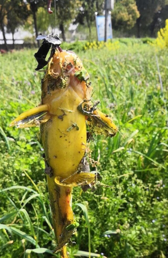 夜钓野生黄颡鱼(昂刺),掌握这七点秘诀,家里冰箱放不下