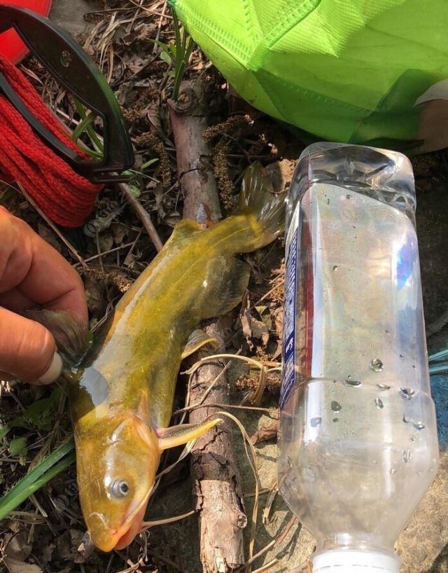 夜钓野生黄颡鱼(昂刺),掌握这七点秘诀,家里冰箱放不下