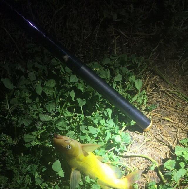 夜钓野生黄颡鱼(昂刺),掌握这七点秘诀,家里冰箱放不下