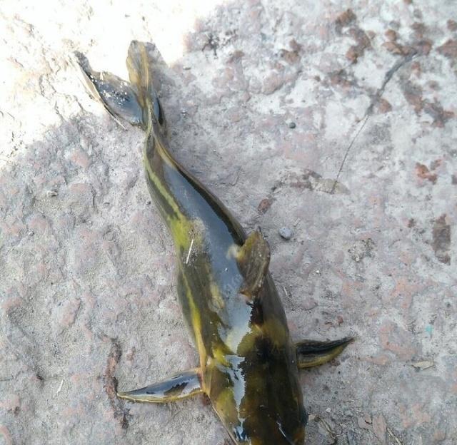 夜钓野生黄颡鱼(昂刺),掌握这七点秘诀,家里冰箱放不下