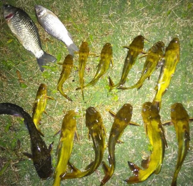 夜钓野生黄颡鱼(昂刺),掌握这七点秘诀,家里冰箱放不下