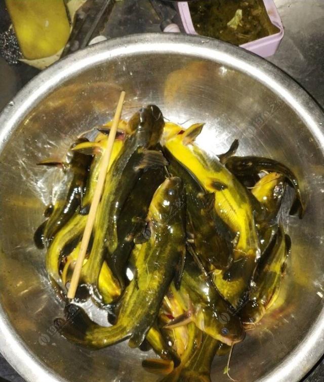 夜钓野生黄颡鱼(昂刺),掌握这七点秘诀,家里冰箱放不下