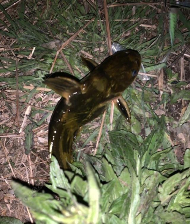 夜钓野生黄颡鱼(昂刺),掌握这七点秘诀,家里冰箱放不下