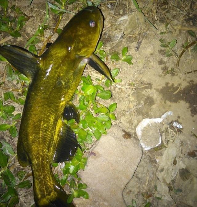 夜钓野生黄颡鱼(昂刺),掌握这七点秘诀,家里冰箱放不下