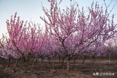 ​黄师塔前江水东，春光懒困倚微风