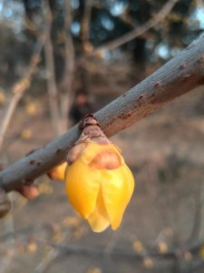 ​文化素质与行为素质