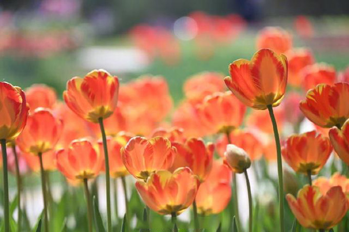 石家庄旅游景点排行榜前十一名